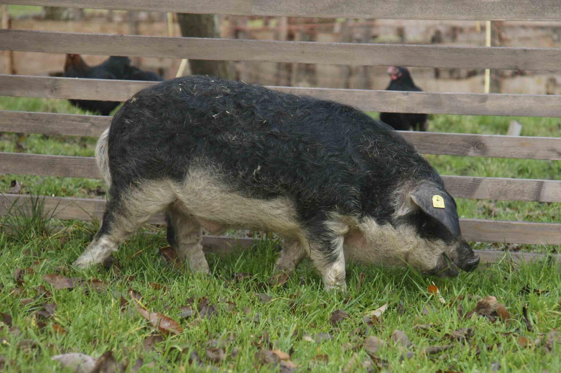 Ma kezdődik a Mangalica fesztivál Debrecenben