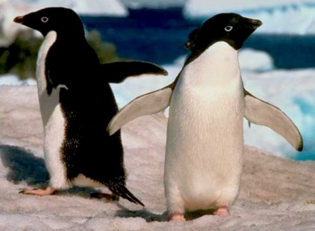Pingvinpornót fotóznak az Antarktiszon