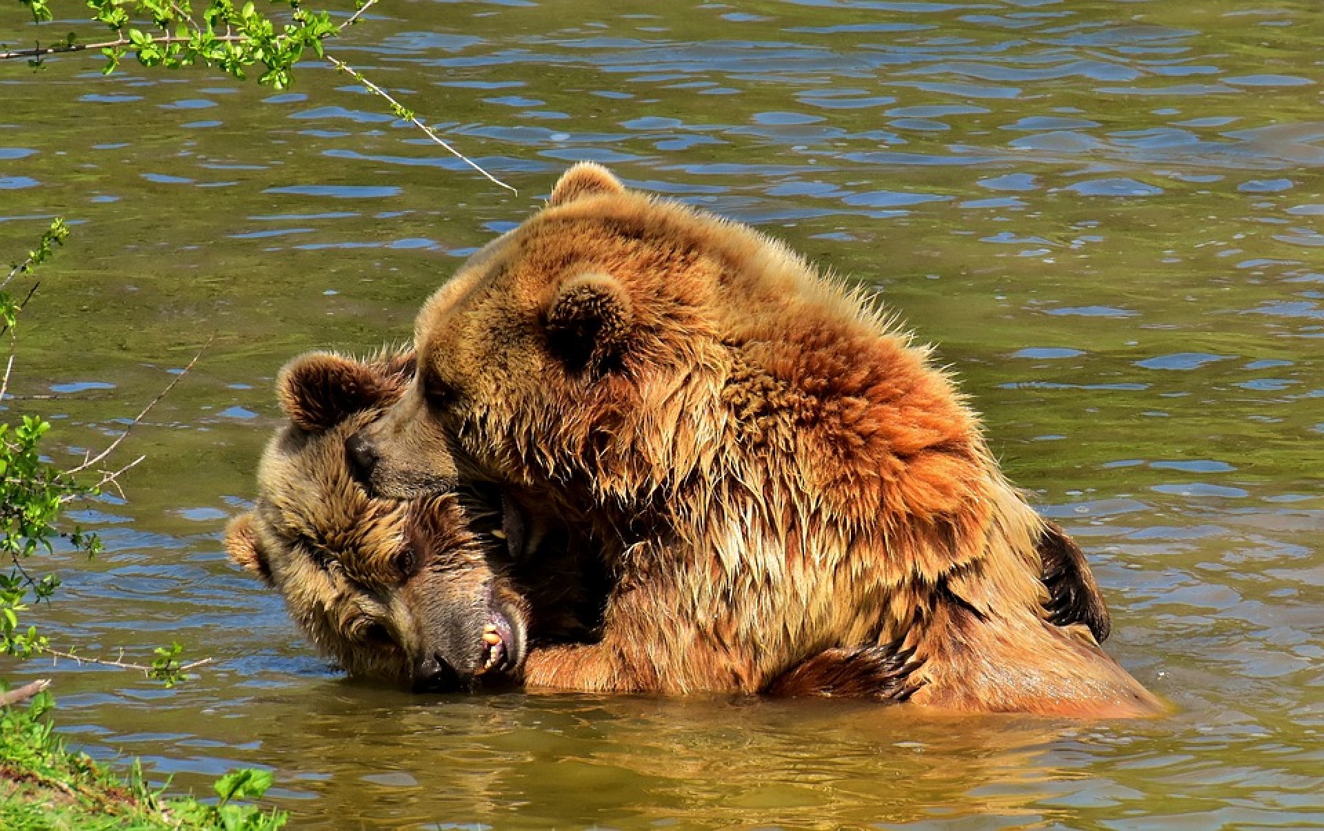 Egy lépéssel közelebb került Románia a medvék kilövéséhez